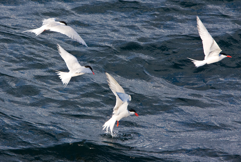 South American Terns In Flight